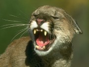 mountain-lion
