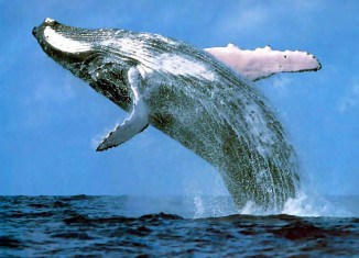 whale-326x235