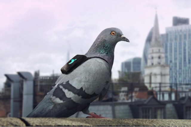 pigeonair-640x0