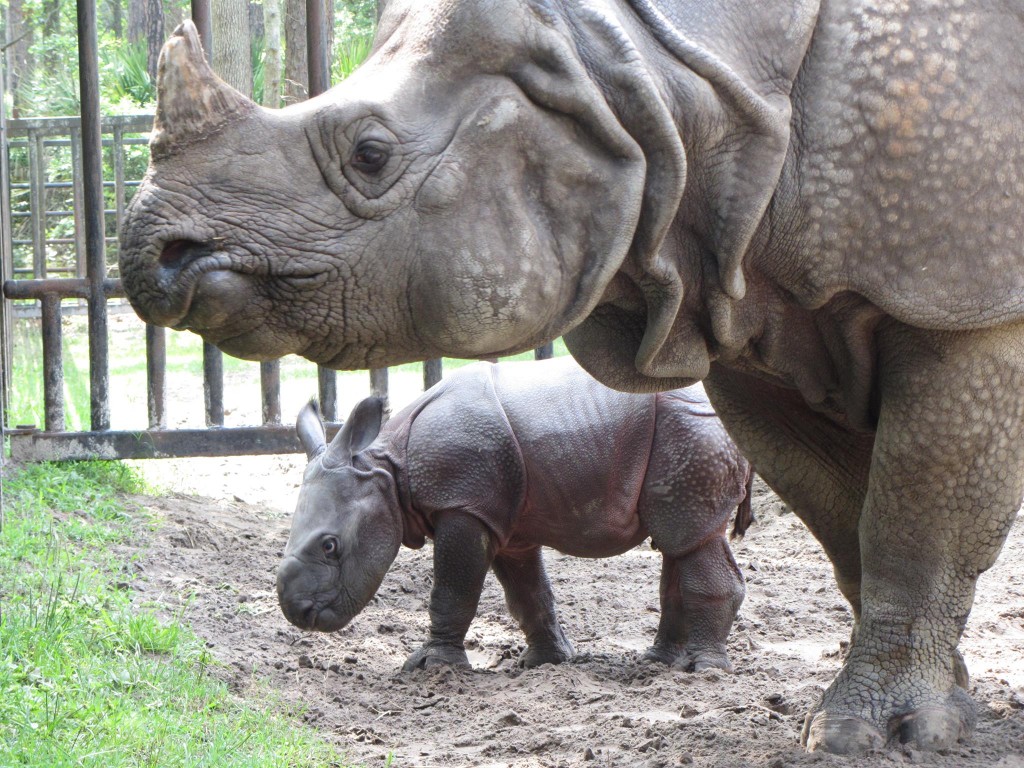 Greater_one-horned_rhino_and_baby_at_White_Oak