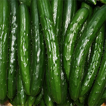 cucumber-farmer-7